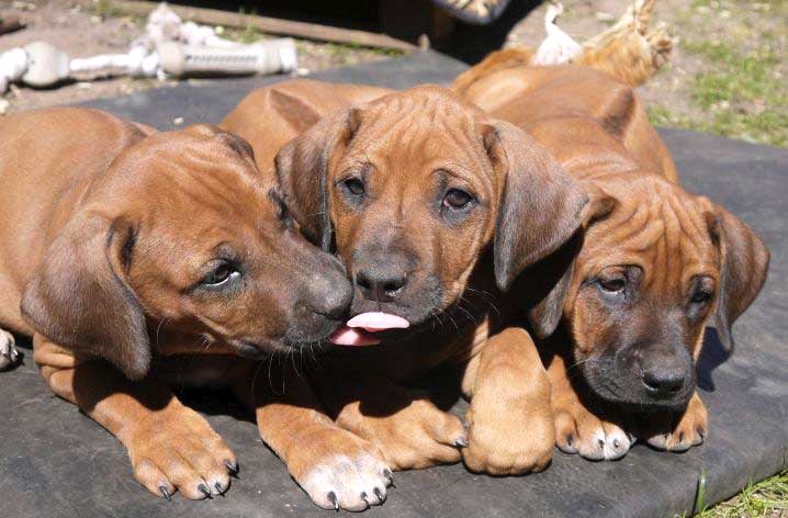 Die Welpen von Rhodesian Ridgeback Hündin Da Nele in der achten Lebenswoche