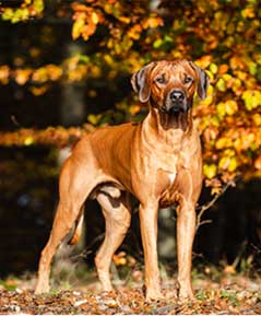 Rhodesian Ridgeback Rüde Ndoki It´s one to remember Imano