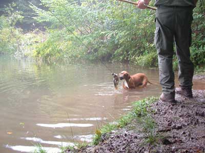 Rhodesian Ridgeback Hündin Akili im Wasser