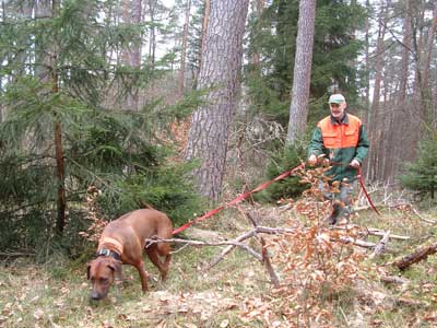 Rhodesian Ridgeback-Hündin Akili bei der Schweißarbeit