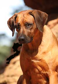 Rhodesian Ridgeback Hündin Musiara Akili Kainda