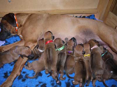 Rhodesian Ridgeback-Hündin Bo Laila mit ihrem ersten Wurf, 2. Lebenswoche