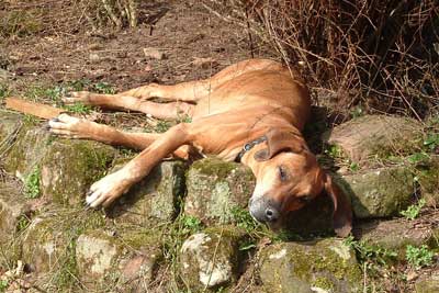 Rhodesian Ridgeback Hündin Chikwambo’s Aziza