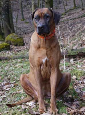 Rhodesian Ridgeback Hündin Bo Laila von der Stüdenbach
