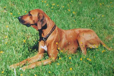 Rhodesian Ridgeback Hündin Eileen vom Bärenkopf