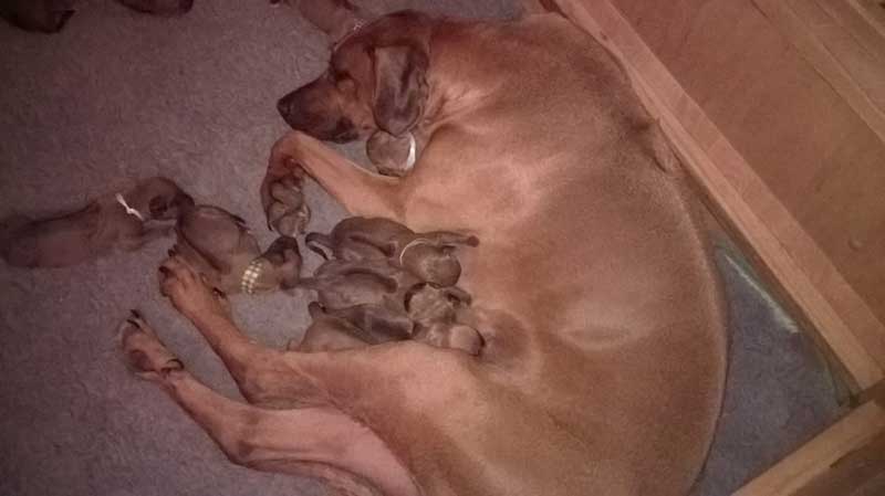 Die Welpen von Rhodesian Ridgeback Hündin Da Nele in der ersten Lebenswoche