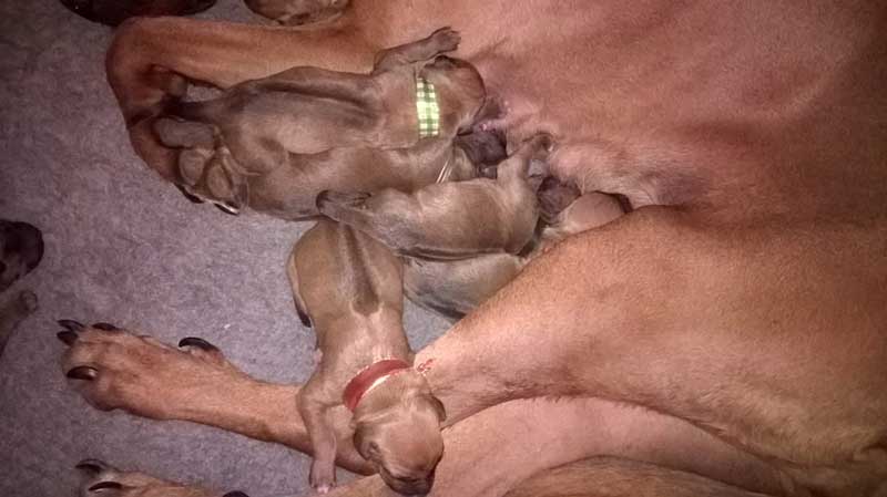 Die Welpen von Rhodesian Ridgeback Hündin Da Nele in der ersten Lebenswoche