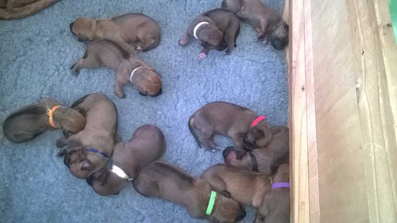 Die Welpen von Rhodesian Ridgeback Hündin Da Nele in der ersten Lebenswoche