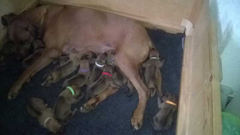 Die Welpen von Rhodesian Ridgeback Hündin Da Nele in der ersten Lebenswoche
