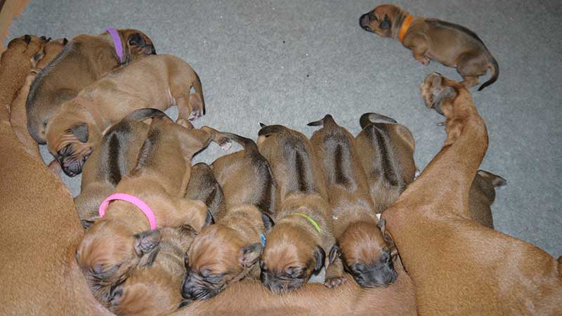 Die Welpen von Rhodesian Ridgeback Hündin Da Nele in der ersten Lebenswoche