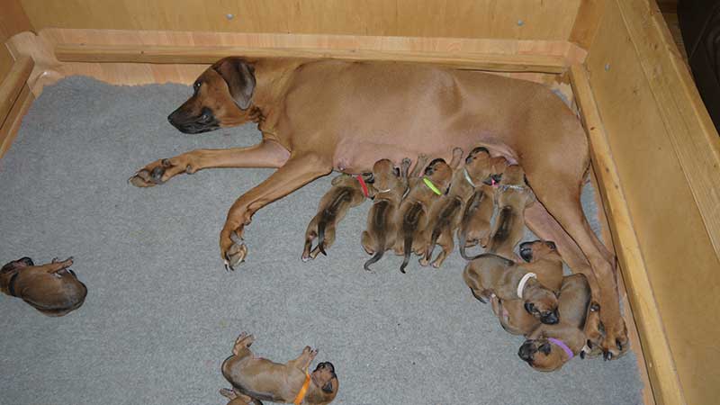 Die Welpen von Rhodesian Ridgeback Hündin Da Nele in der ersten Lebenswoche