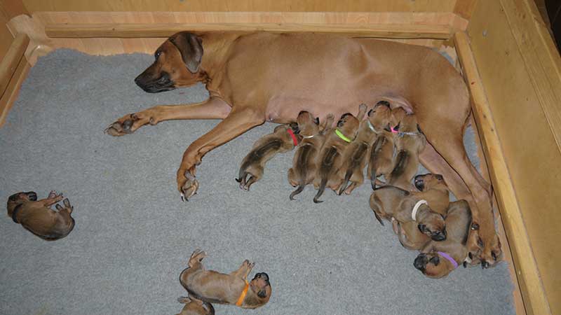 Die Welpen von Rhodesian Ridgeback Hündin Da Nele in der ersten Lebenswoche