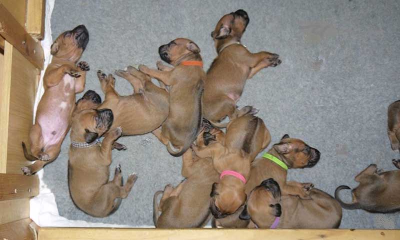 Die Welpen von Rhodesian Ridgeback Hündin Da Nele in der zweiten Lebenswoche