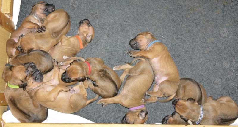 Die Welpen von Rhodesian Ridgeback Hündin Da Nele in der zweiten Lebenswoche