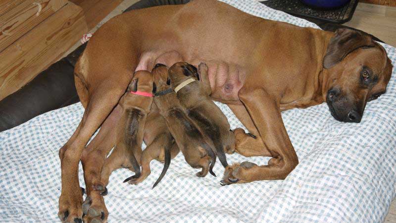 Die Welpen von Rhodesian Ridgeback Hündin Da Nele in der zweiten Lebenswoche