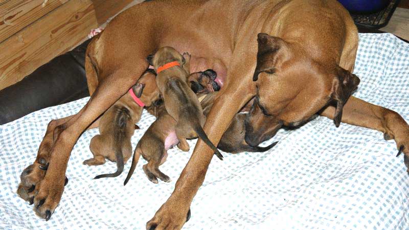 Die Welpen von Rhodesian Ridgeback Hündin Da Nele in der zweiten Lebenswoche