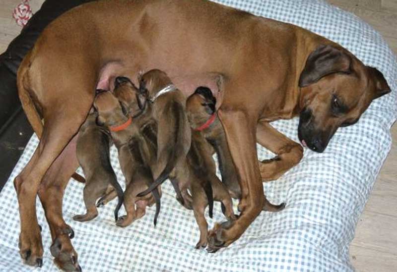 Die Welpen von Rhodesian Ridgeback Hündin Da Nele in der zweiten Lebenswoche
