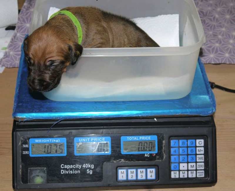 Die Welpen von Rhodesian Ridgeback Hündin Da Nele in der zweiten Lebenswoche