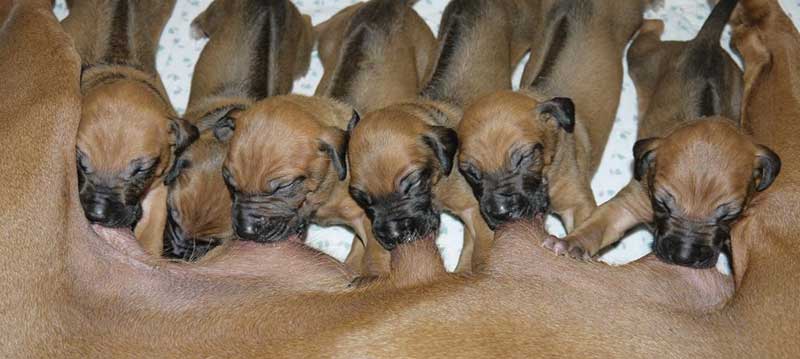 Die Welpen von Rhodesian Ridgeback Hündin Da Nele in der zweiten Lebenswoche