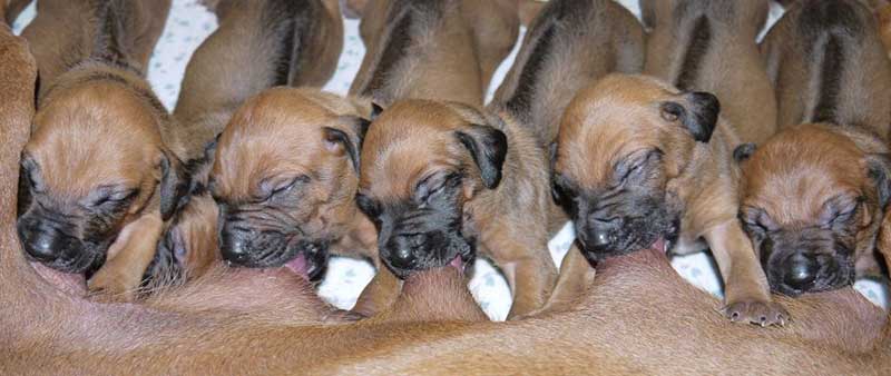 Die Welpen von Rhodesian Ridgeback Hündin Da Nele in der zweiten Lebenswoche