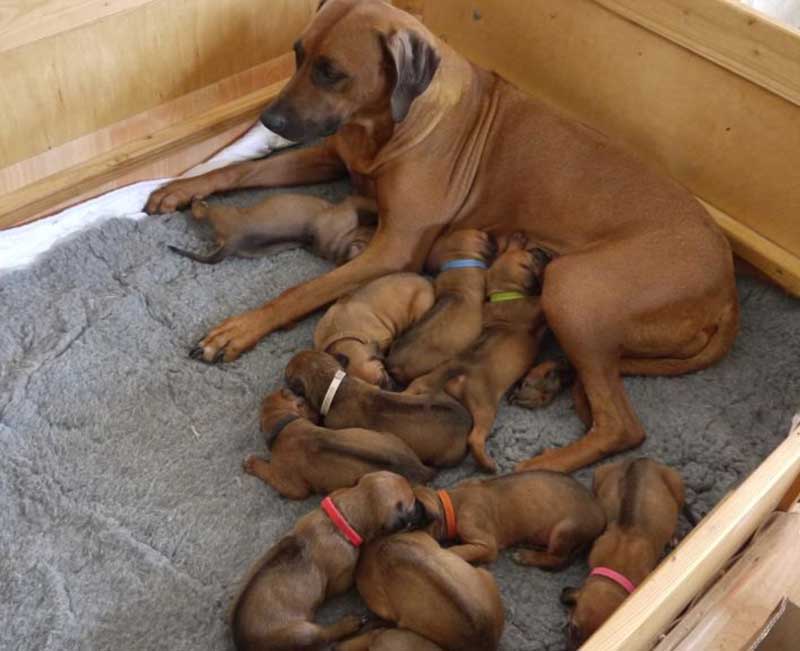 Die Welpen von Rhodesian Ridgeback Hündin Da Nele in der dritten Lebenswoche