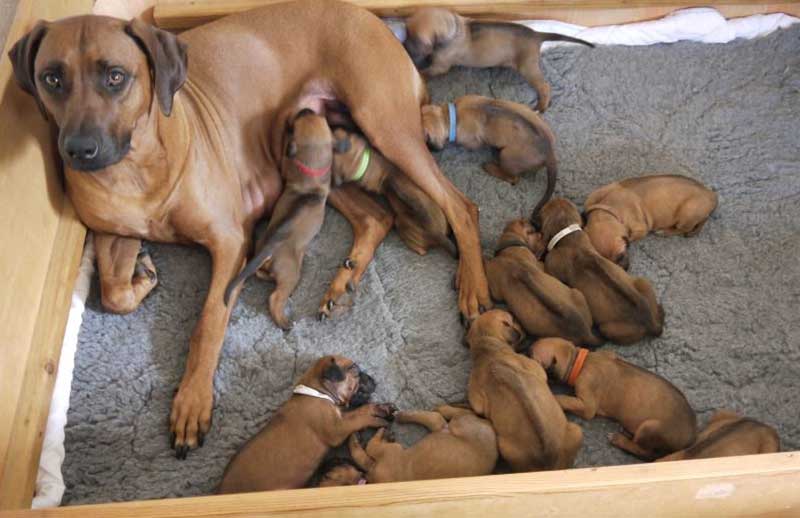 Die Welpen von Rhodesian Ridgeback Hündin Da Nele in der dritten Lebenswoche