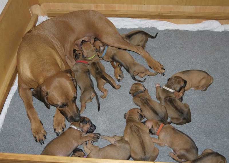 Die Welpen von Rhodesian Ridgeback Hündin Da Nele in der dritten Lebenswoche