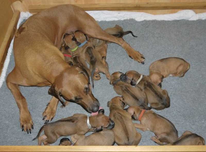 Die Welpen von Rhodesian Ridgeback Hündin Da Nele in der dritten Lebenswoche