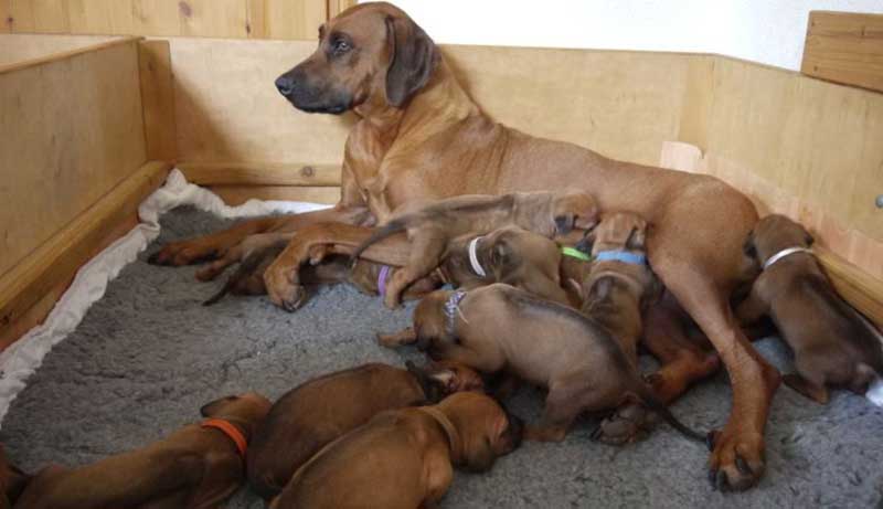 Die Welpen von Rhodesian Ridgeback Hündin Da Nele in der dritten Lebenswoche