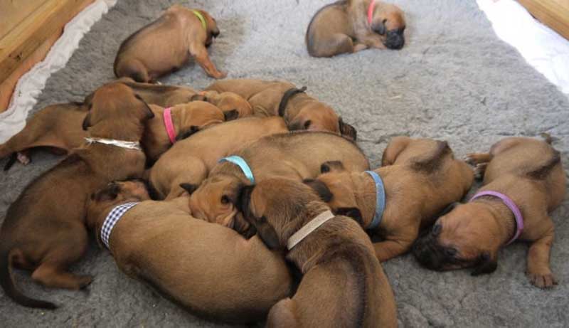 Die Welpen von Rhodesian Ridgeback Hündin Da Nele in der dritten Lebenswoche
