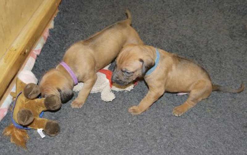 Die Welpen von Rhodesian Ridgeback Hündin Da Nele in der dritten Lebenswoche