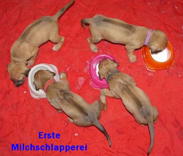 Die Welpen von Rhodesian Ridgeback Hündin Da Nele in der dritten Lebenswoche
