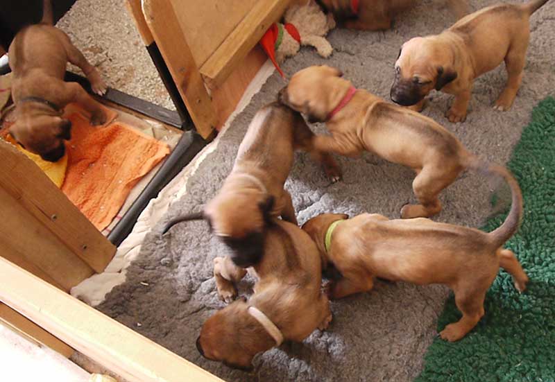Die Welpen von Rhodesian Ridgeback Hündin Da Nele in der vierten Lebenswoche