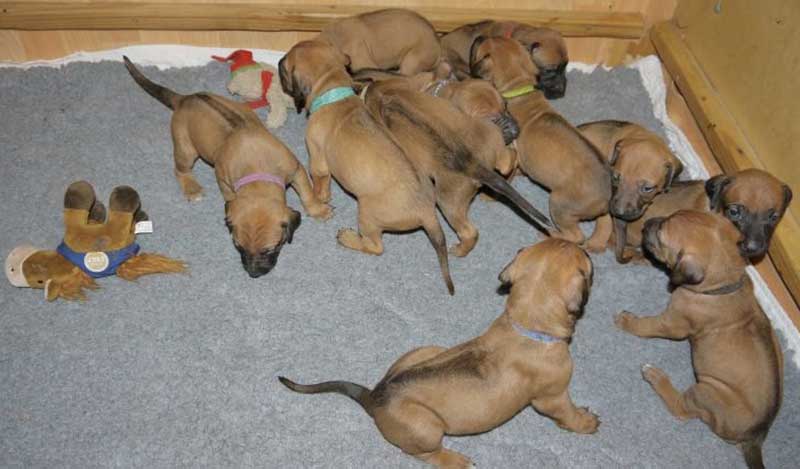 Die Welpen von Rhodesian Ridgeback Hündin Da Nele in der vierten Lebenswoche