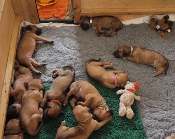 Die Welpen von Rhodesian Ridgeback Hündin Da Nele in der vierten Lebenswoche