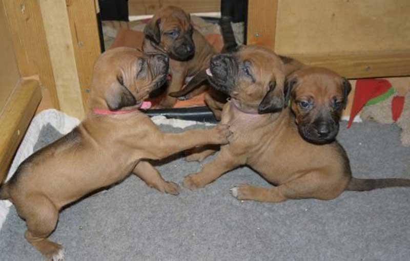 Die Welpen von Rhodesian Ridgeback Hündin Da Nele in der vierten Lebenswoche