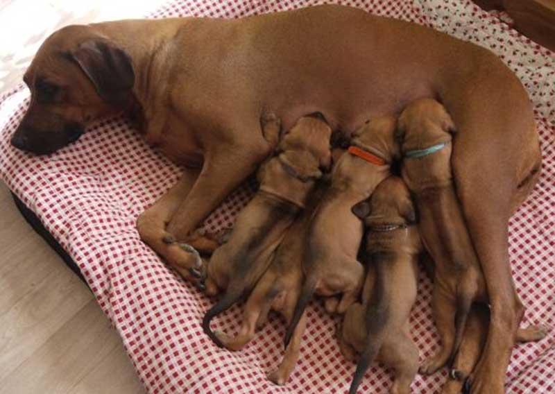 Die Welpen von Rhodesian Ridgeback Hündin Da Nele in der vierten Lebenswoche