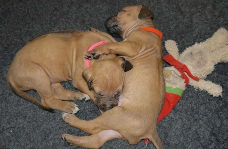 Die Welpen von Rhodesian Ridgeback Hündin Da Nele in der vierten Lebenswoche