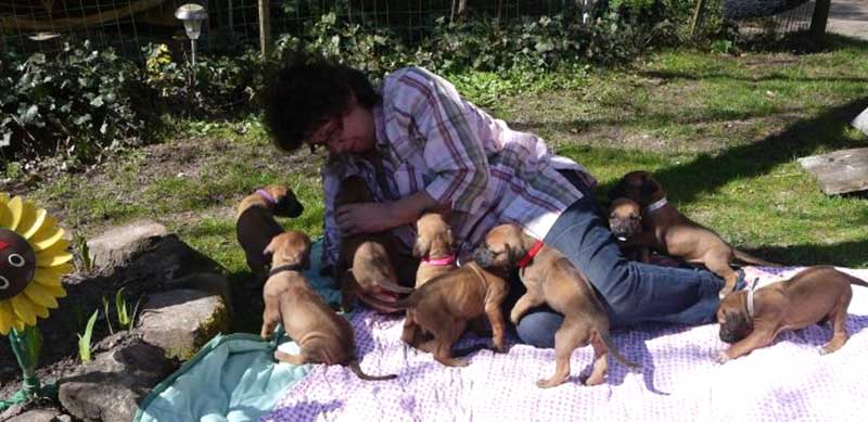 Die Welpen von Rhodesian Ridgeback Hündin Da Nele in der vierten Lebenswoche