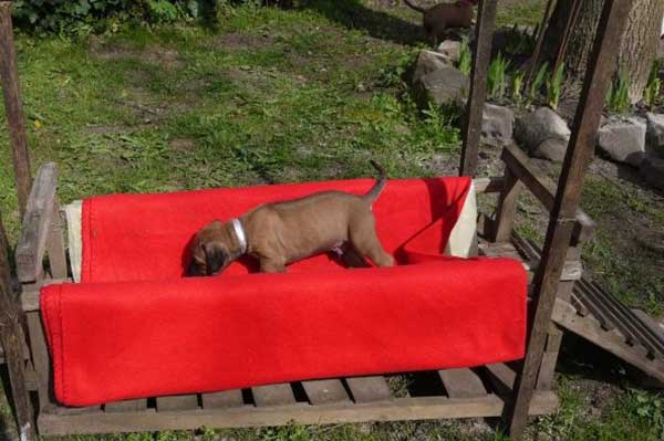 Die Welpen von Rhodesian Ridgeback Hündin Da Nele in der fünften Lebenswoche