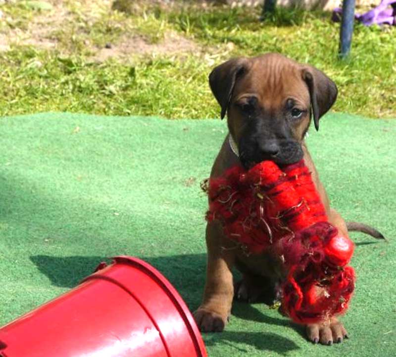 Die Welpen von Rhodesian Ridgeback Hündin Da Nele in der fünften Lebenswoche