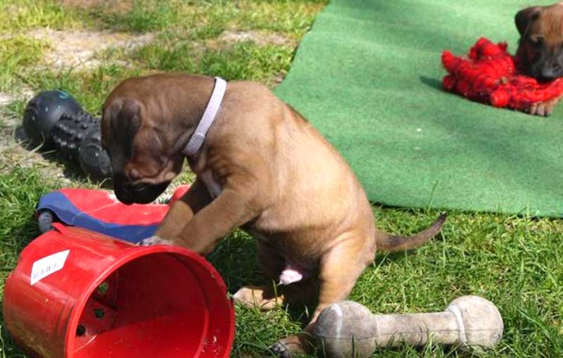 Die Welpen von Rhodesian Ridgeback Hündin Da Nele in der fünften Lebenswoche