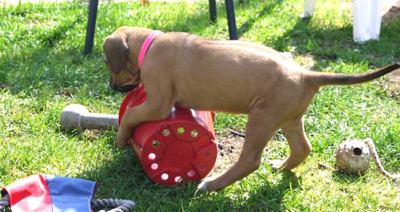 Die Welpen von Rhodesian Ridgeback Hündin Da Nele in der fünften Lebenswoche