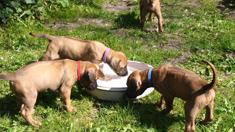 Die Welpen von Rhodesian Ridgeback Hündin Da Nele in der fünften Lebenswoche