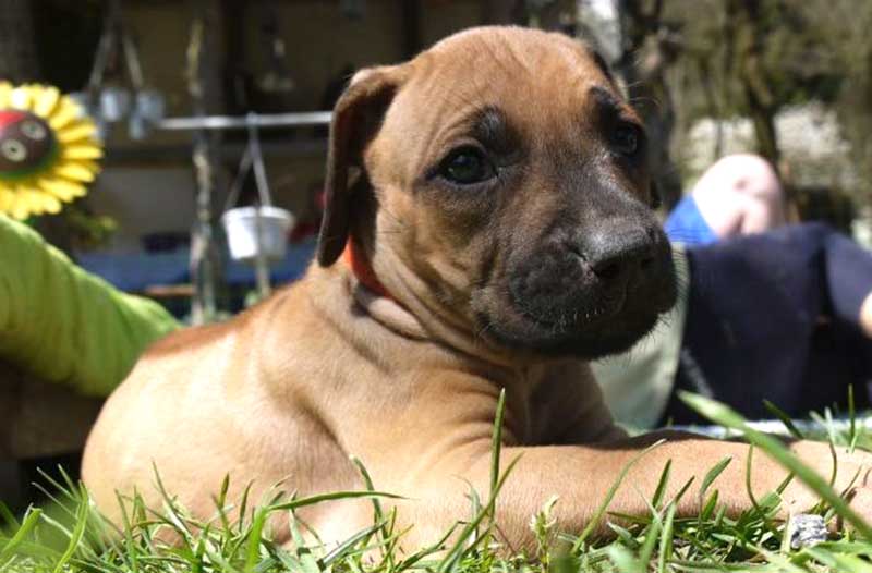 Die Welpen von Rhodesian Ridgeback Hündin Da Nele in der fünften Lebenswoche