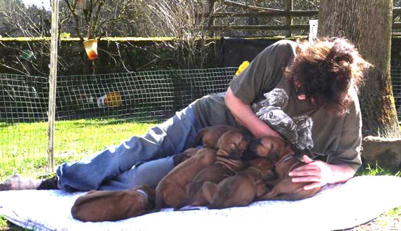 Die Welpen von Rhodesian Ridgeback Hündin Da Nele in der fünften Lebenswoche
