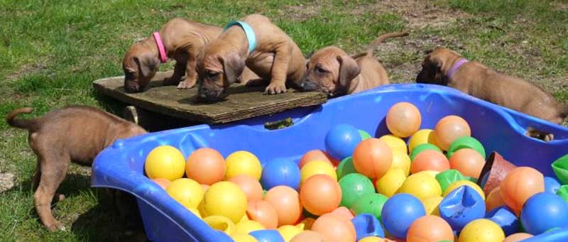 Die Welpen von Rhodesian Ridgeback Hündin Da Nele in der fünften Lebenswoche