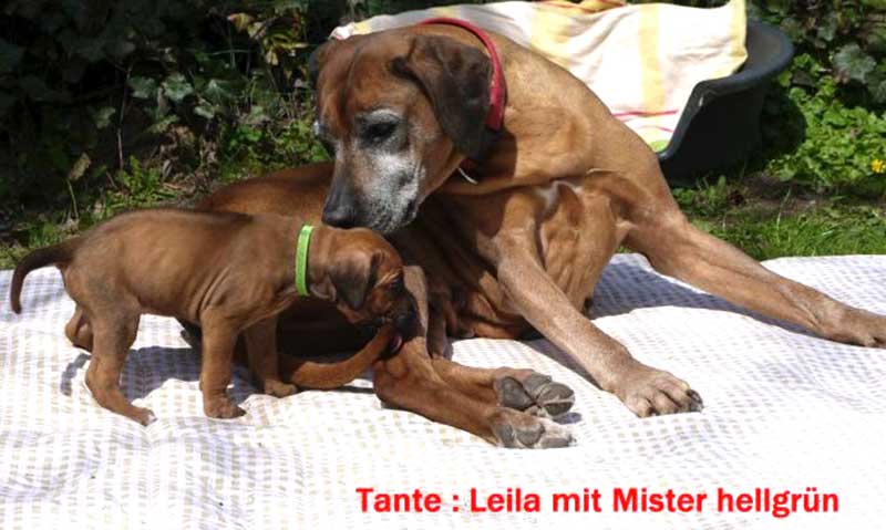 Die Welpen von Rhodesian Ridgeback Hündin Da Nele in der fünften Lebenswoche