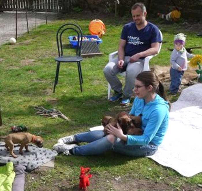Die Welpen von Rhodesian Ridgeback Hündin Da Nele in der fünften Lebenswoche