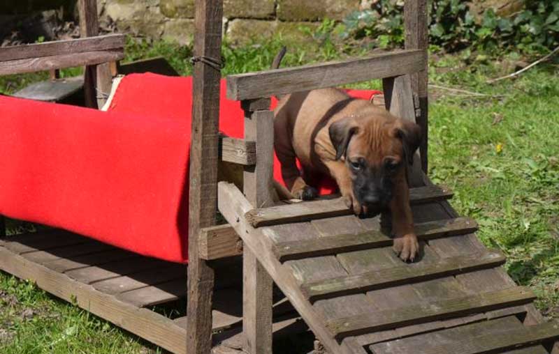 Die Welpen von Rhodesian Ridgeback Hündin Da Nele in der fünften Lebenswoche